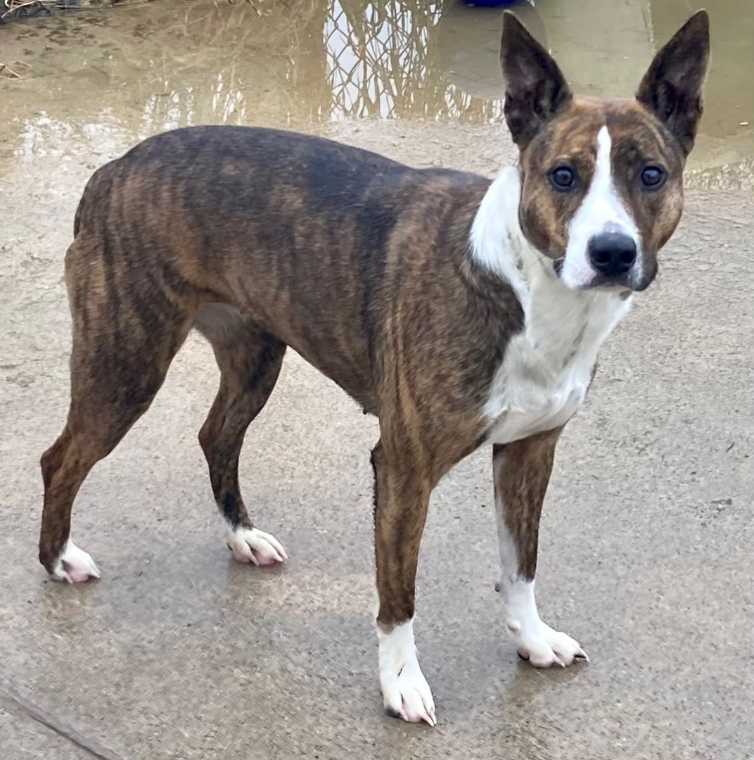 Enlarge Sierra, a Adoptable mixed breed in Sandusky, MI image 5/6