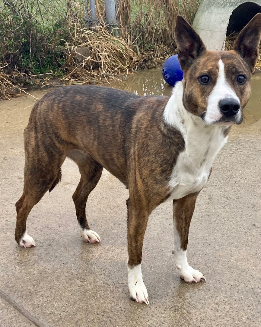 Enlarge Sierra, a Adoptable mixed breed in Sandusky, MI image 6/6