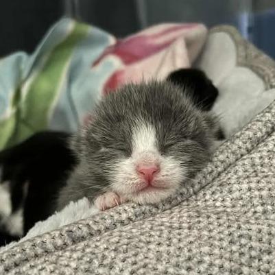 Hoagie, Adoptable, Kitten Male Domestic Short Hair.