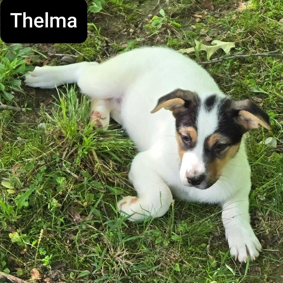 Thelma