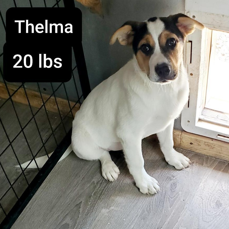 Thelma 2