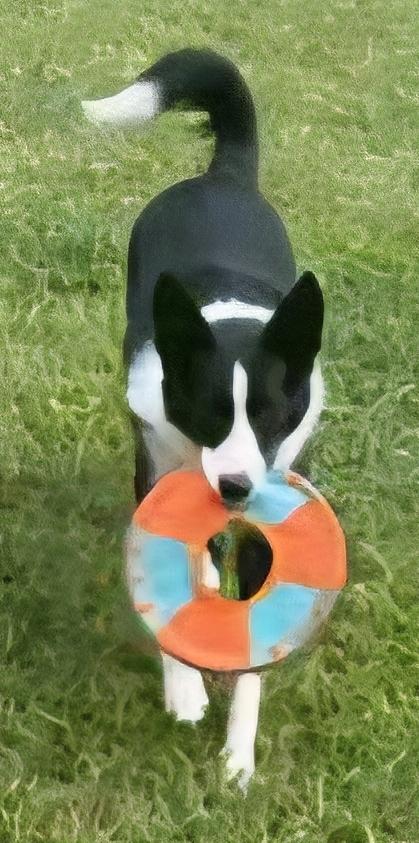 Zoe, Adopted, Young Female Border Collie.
