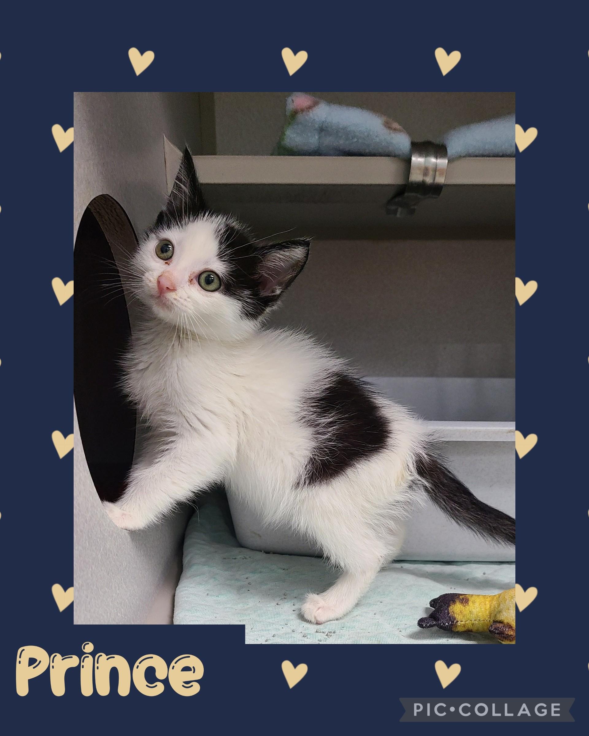 Prince, an adoptable Domestic Short Hair in Iron River, MI, 49935 | Photo Image 1