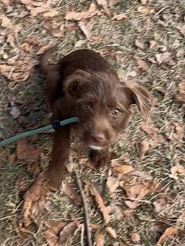 Cover, Adoptable, Young Male Terrier.