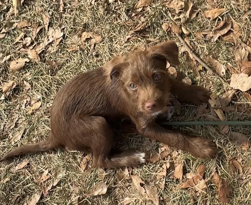 Enlarge Cover, a Adoptable Terrier in Falmouth, MA image 2/4
