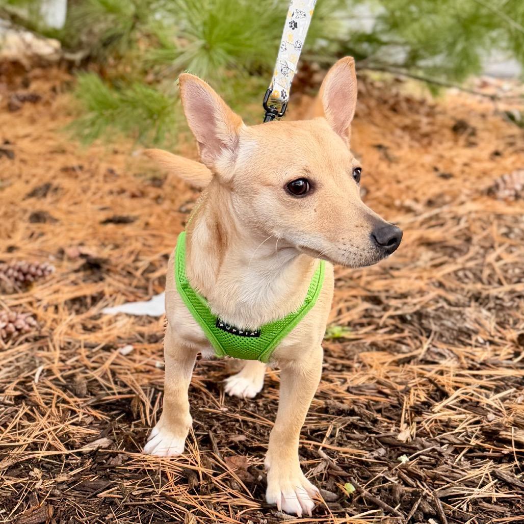 Levi, a Adoptable mixed breed image 1/6