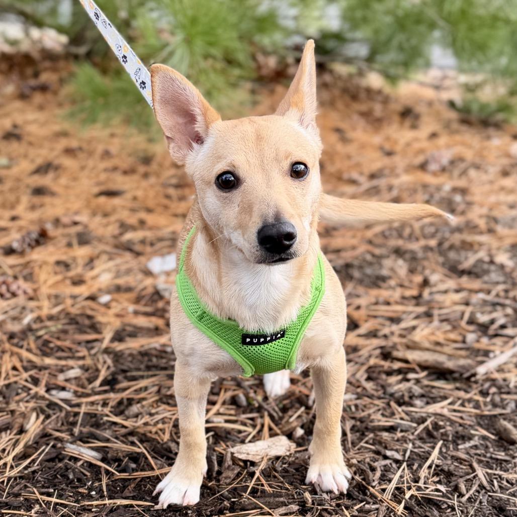 Levi, a Adoptable mixed breed image 2/6