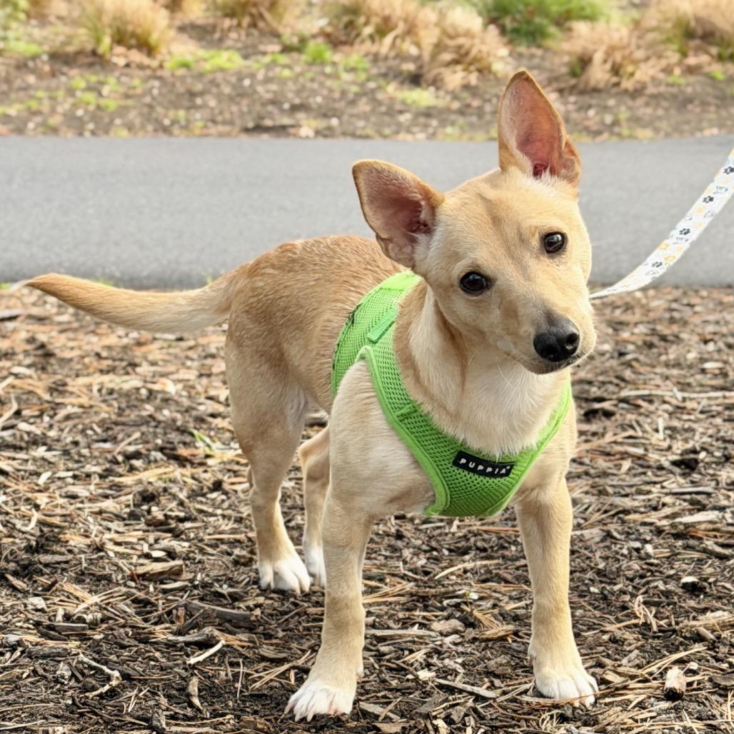 Levi, a Adoptable mixed breed image 3/6