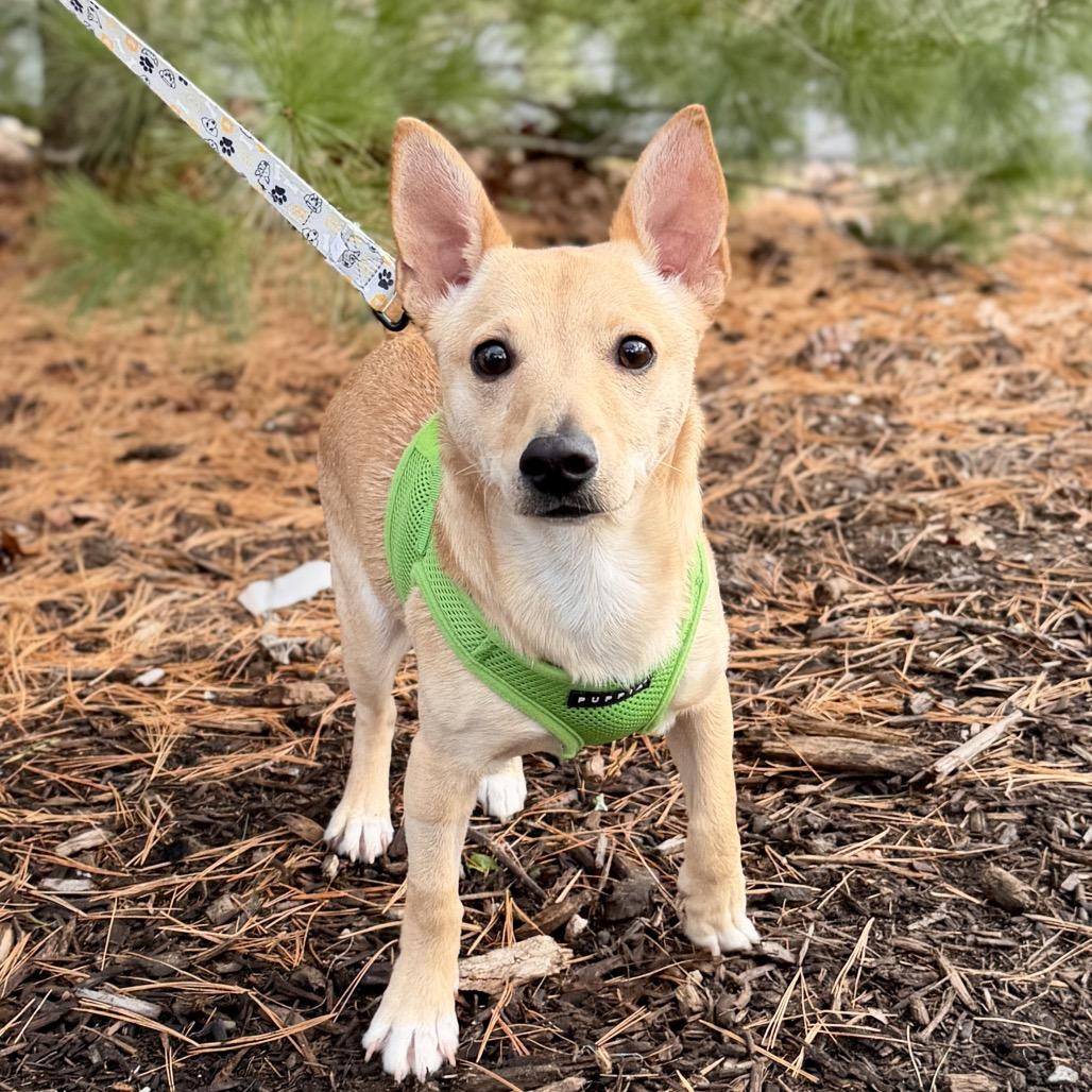 Levi, a Adoptable mixed breed image 4/6