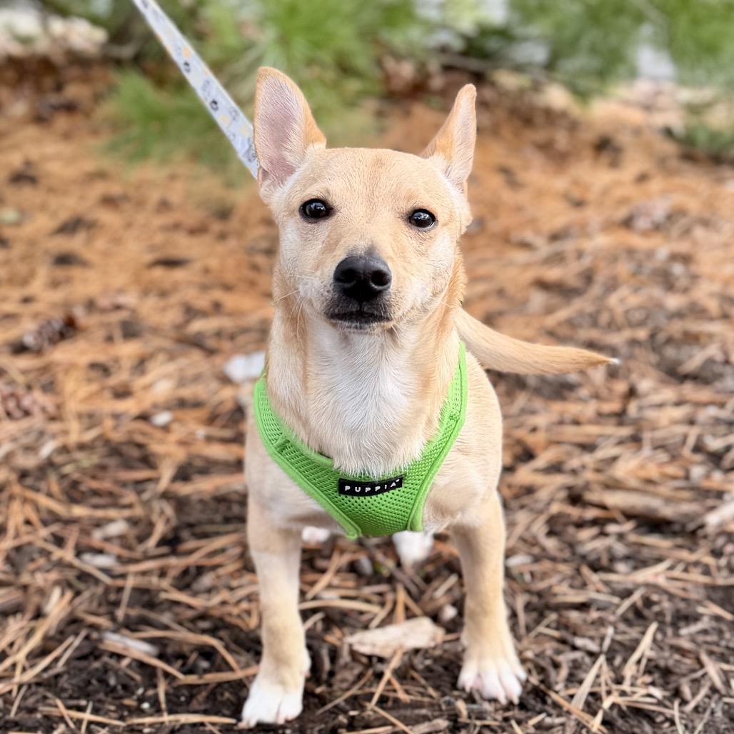 Levi, a Adoptable mixed breed image 5/6