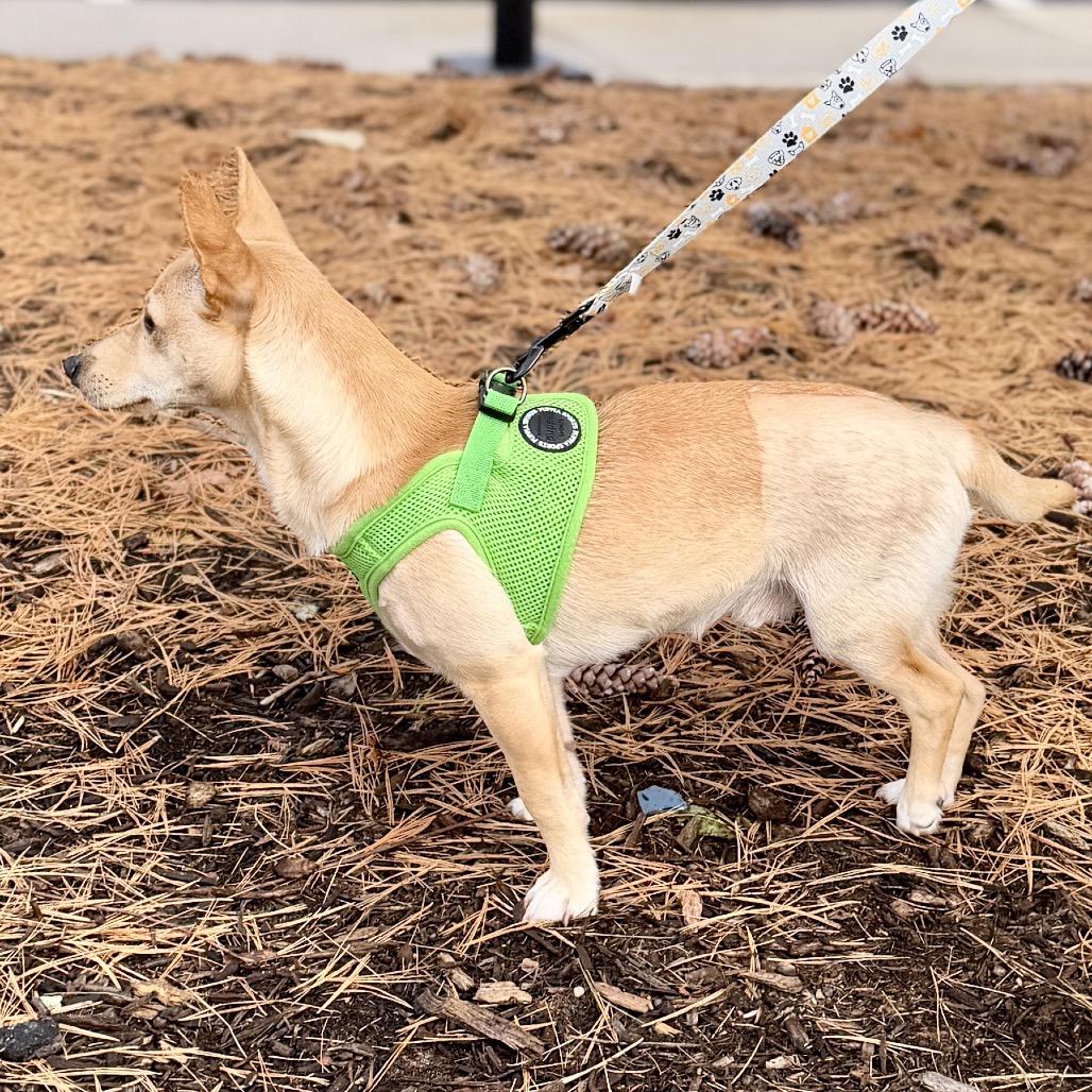 Levi, a Adoptable mixed breed image 6/6