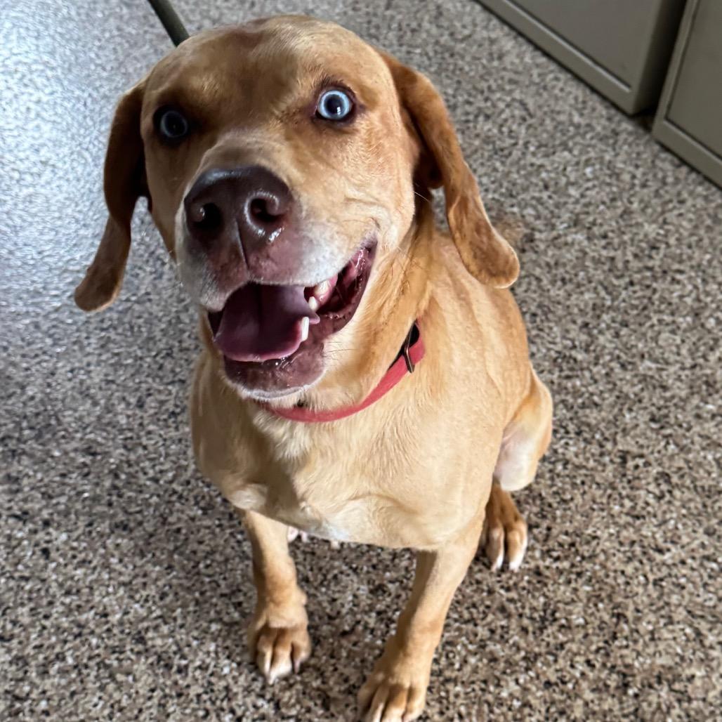 BEAU, ADOPTABLE, Adult Male Beagle & Labrador Retriever.