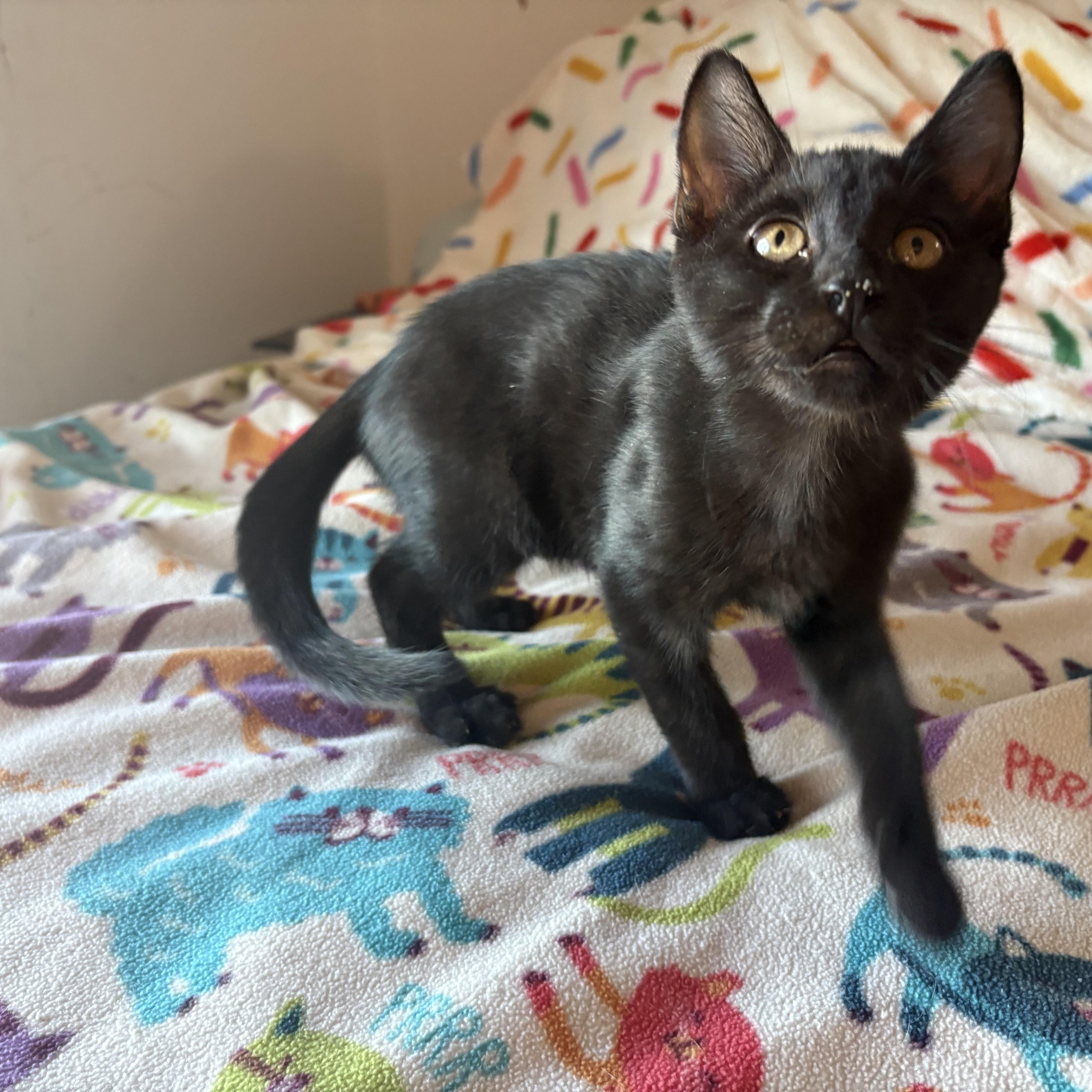 Enlarge Panther, a ADOPTABLE Domestic Short Hair in SCOTTSDALE, AZ image 2/3