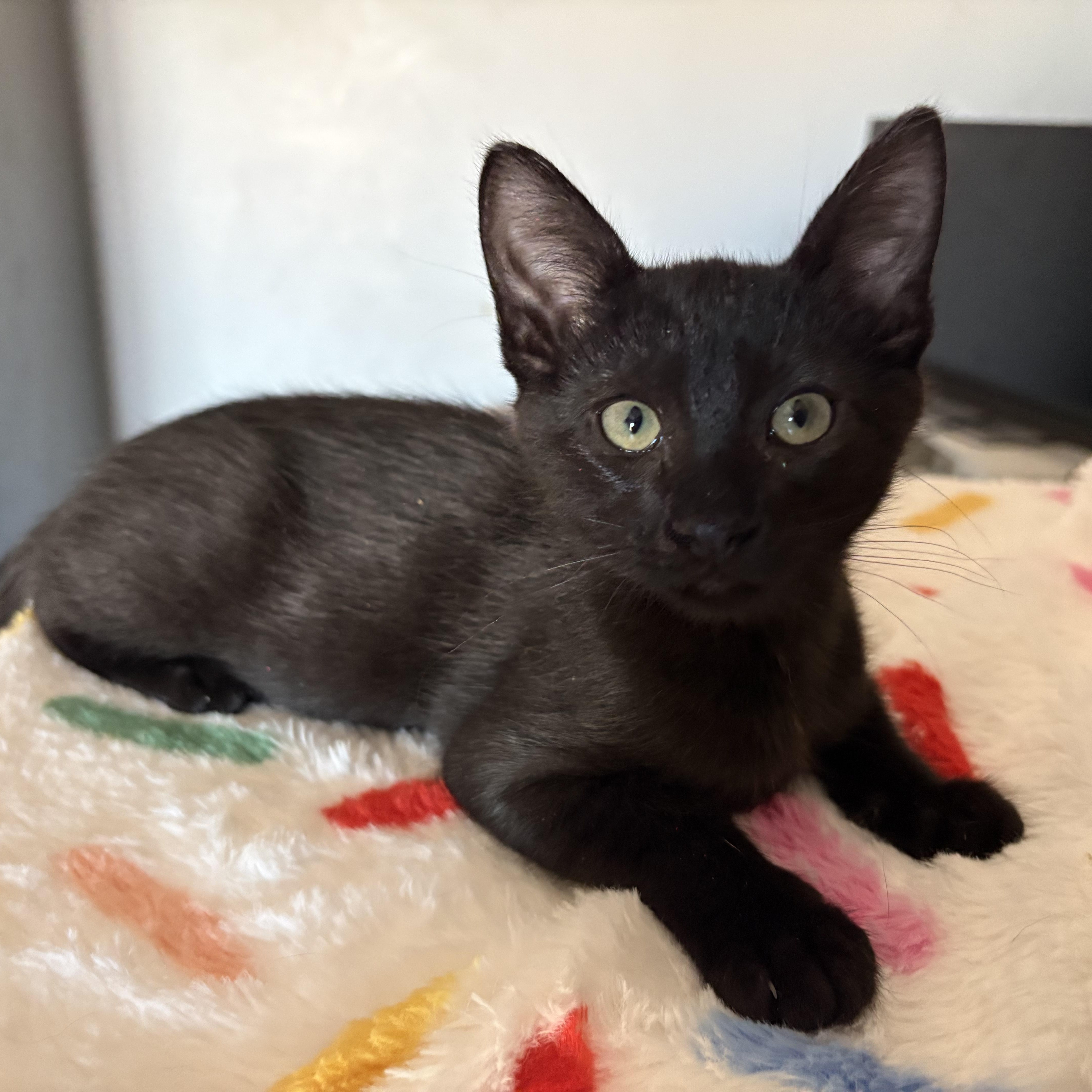 Enlarge Panther, a ADOPTABLE Domestic Short Hair in SCOTTSDALE, AZ image 1/3
