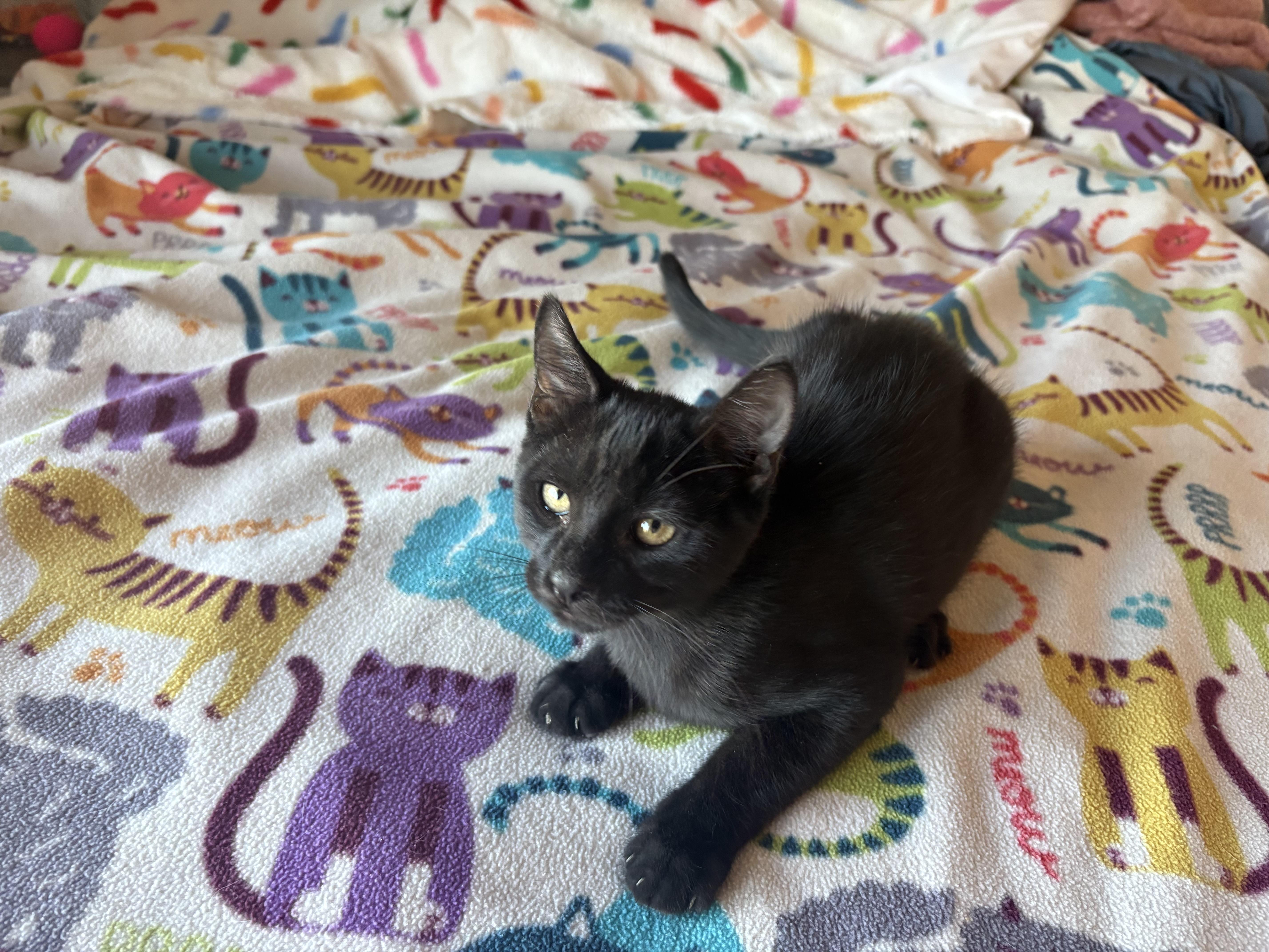 Enlarge Panther, a ADOPTABLE Domestic Short Hair in SCOTTSDALE, AZ image 3/3