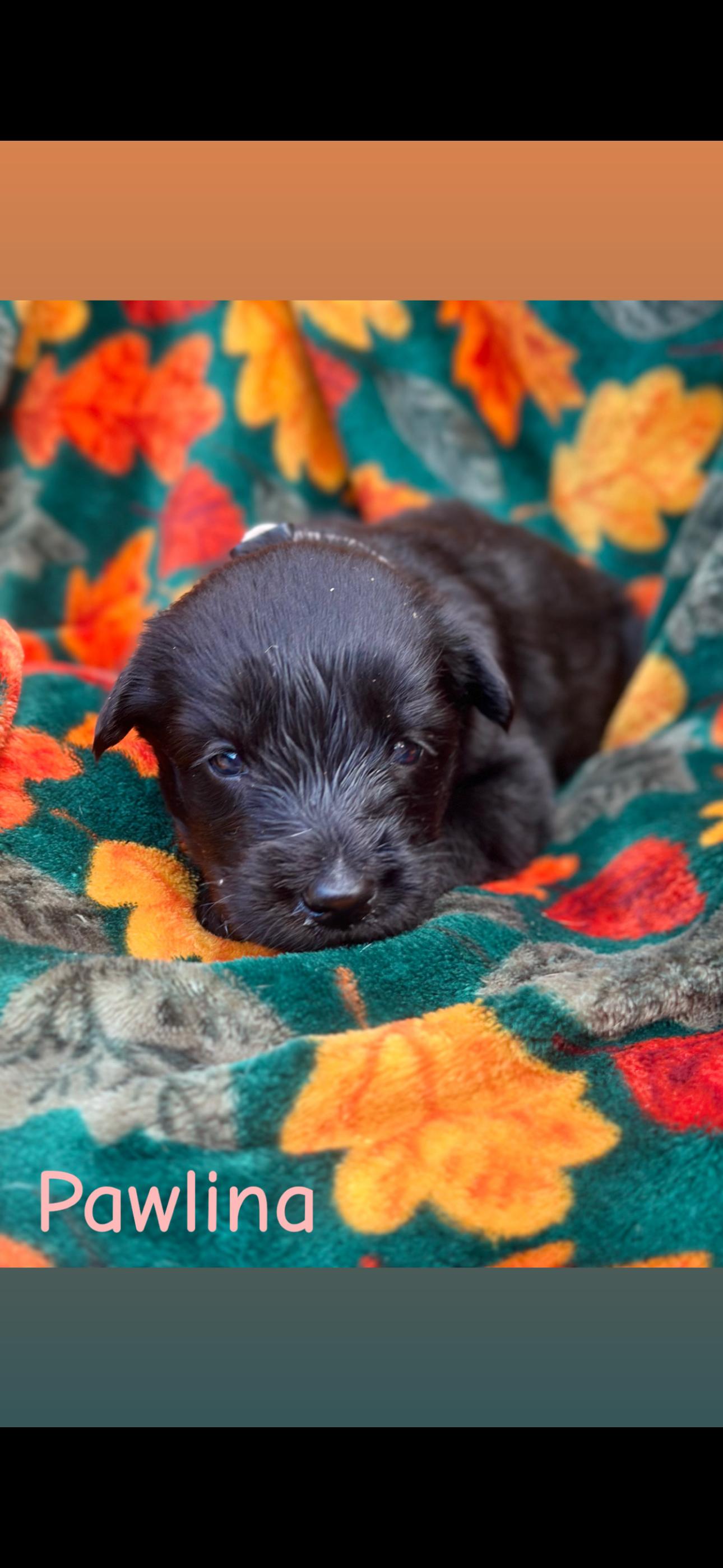 Enlarge Pawlina 426, a Adopted mixed breed in Winder, GA image 1/1