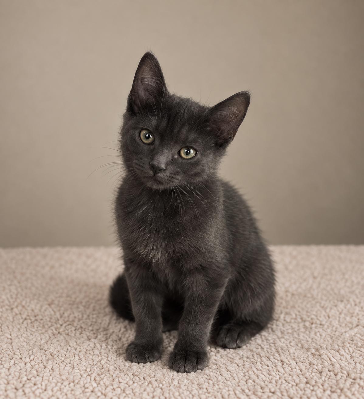Enlarge Kimchi, a Adoptable mixed breed in Fort Collins, CO image 2/4