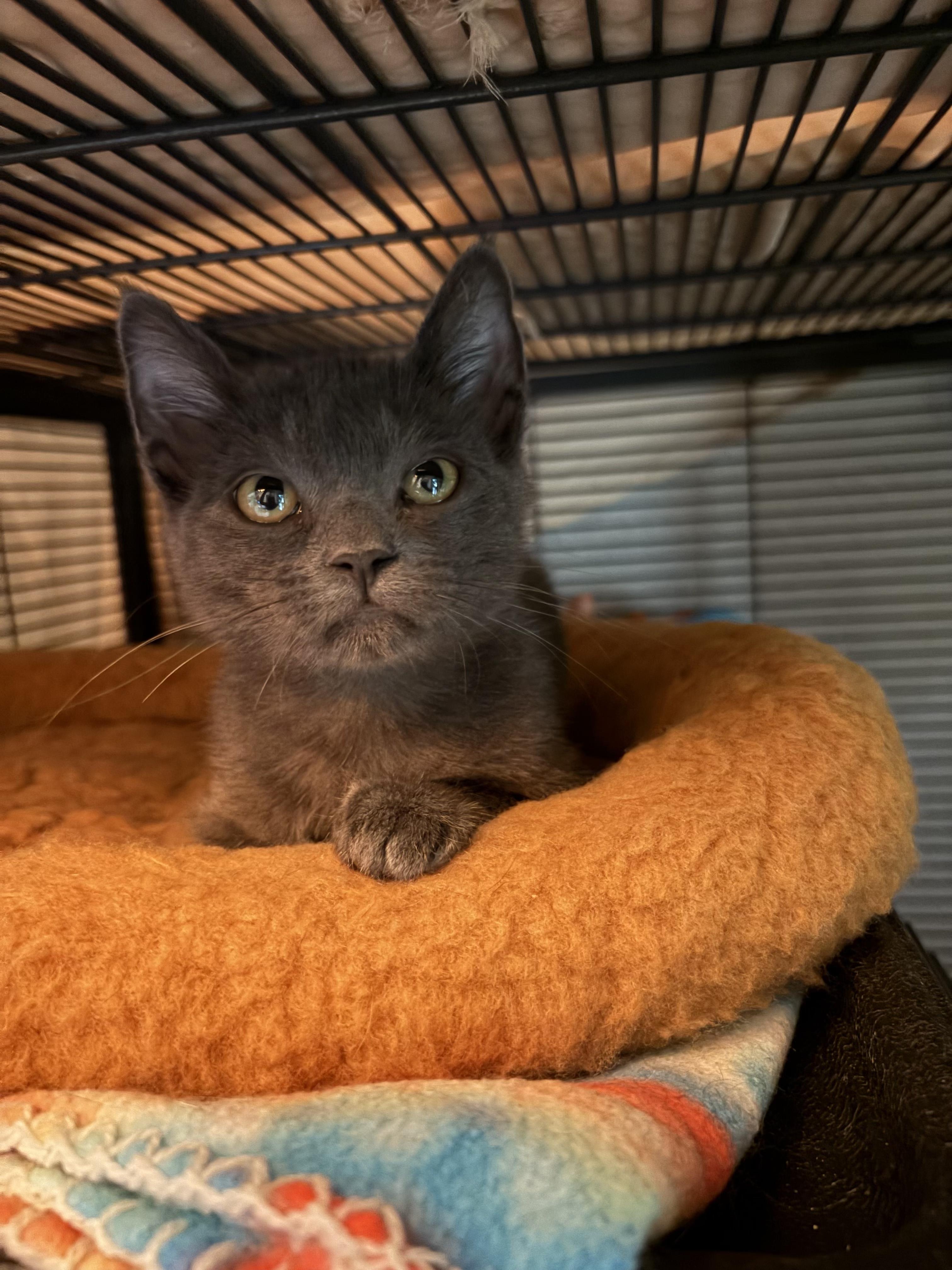 Enlarge Kimchi, a Adoptable mixed breed in Fort Collins, CO image 3/4