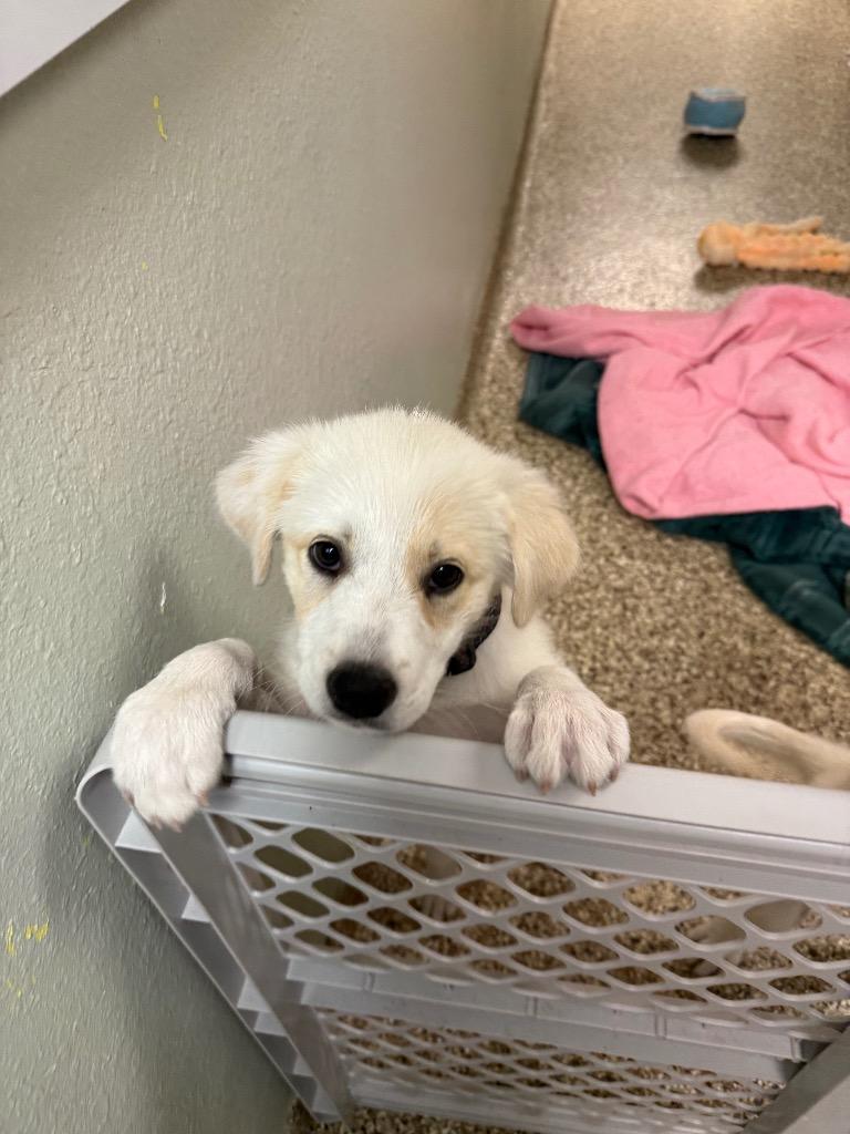 Enlarge Ginger, a Adopted mixed breed in Pratt, KS image 1/1
