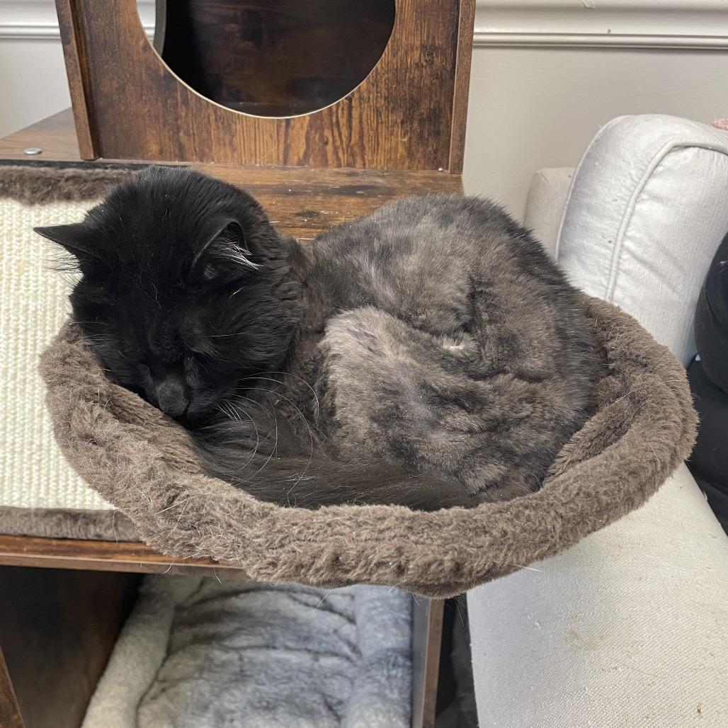 Enlarge Pocus, a Adoptable Domestic Long Hair in Bloomington, IL image 1/3