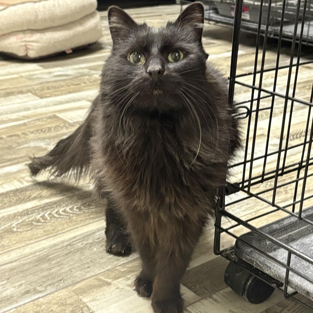 Enlarge Pocus, a Adoptable Domestic Long Hair in Bloomington, IL image 2/3