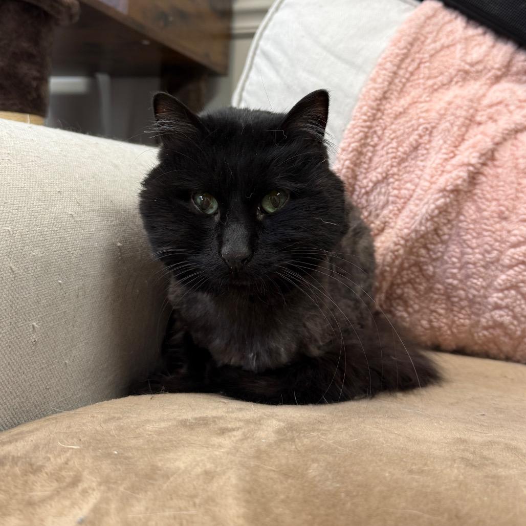 Enlarge Pocus, a Adoptable Domestic Long Hair in Bloomington, IL image 3/3