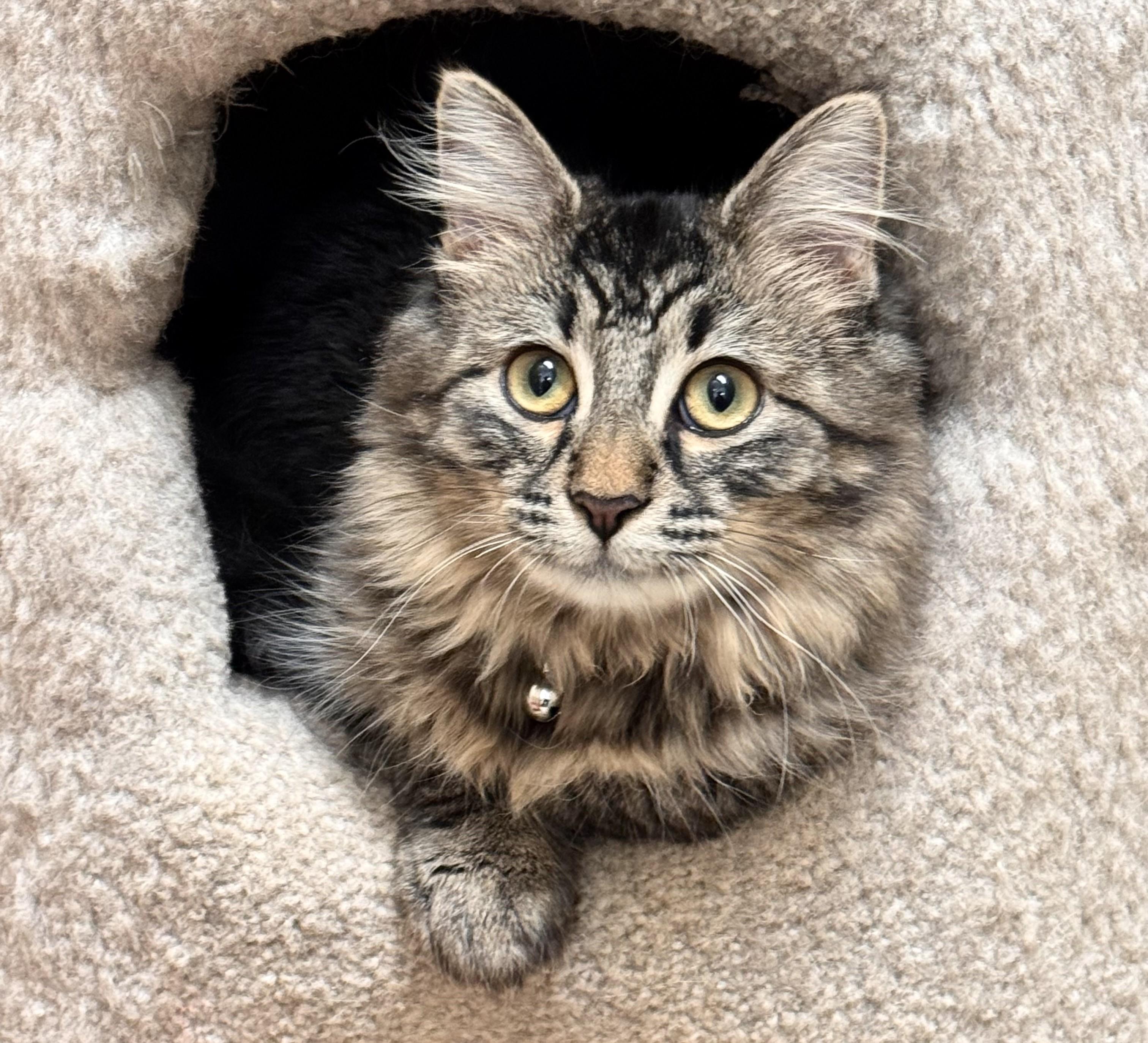 Enlarge Lila, an adopted Domestic Medium Hair in Kearneysville, WV image 1/2