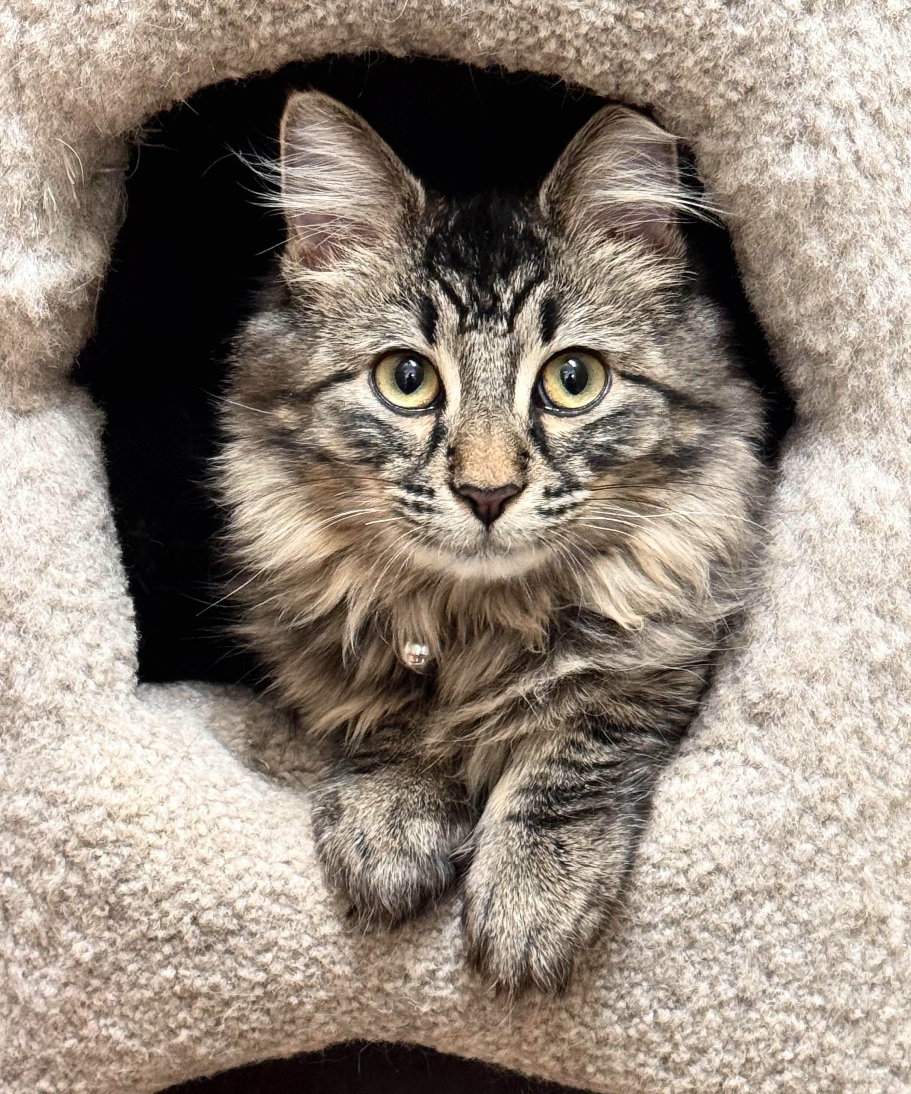 Enlarge Lila, an adopted Domestic Medium Hair in Kearneysville, WV image 2/2