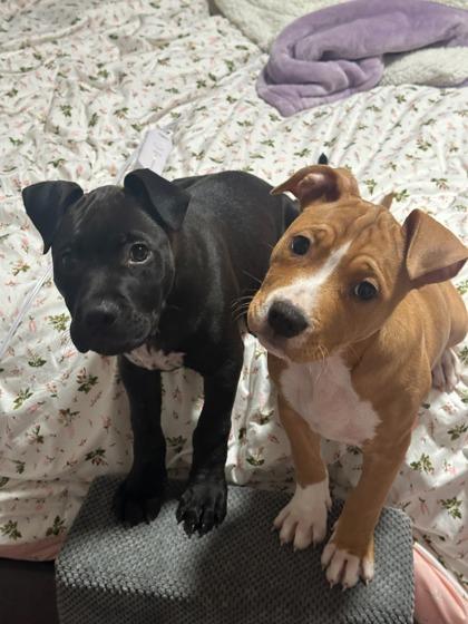 Sunny, Adoptable, Puppy Male Pit Bull Terrier & Mixed Breed.