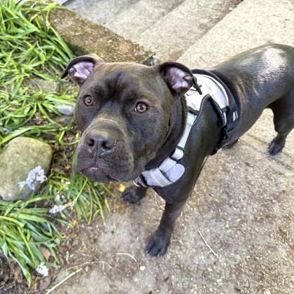 Enlarge Sunny, a Adoptable mixed breed in Seattle, WA image 1/3