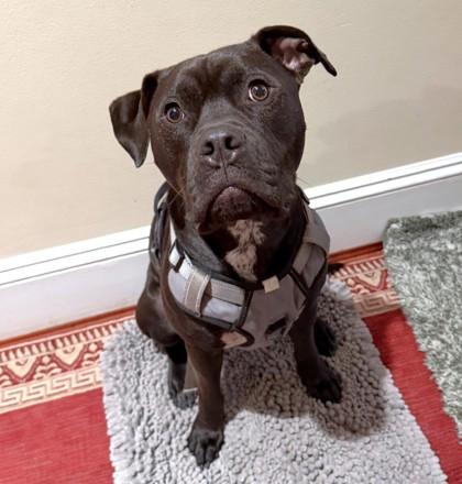 Enlarge Sunny, a Adoptable mixed breed in Seattle, WA image 1/3