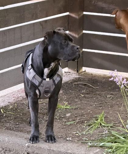 Enlarge Sunny, a Adoptable mixed breed in Seattle, WA image 2/3