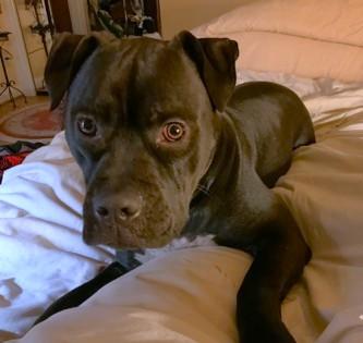 Enlarge Sunny, a Adoptable mixed breed in Seattle, WA image 1/3