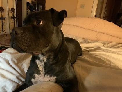 Enlarge Sunny, a Adoptable mixed breed in Seattle, WA image 2/3