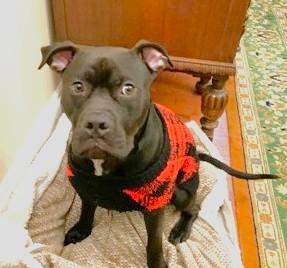 Enlarge Sunny, a Adoptable mixed breed in Seattle, WA image 2/3