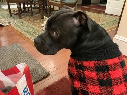 Enlarge Sunny, a Adoptable mixed breed in Seattle, WA image 3/3