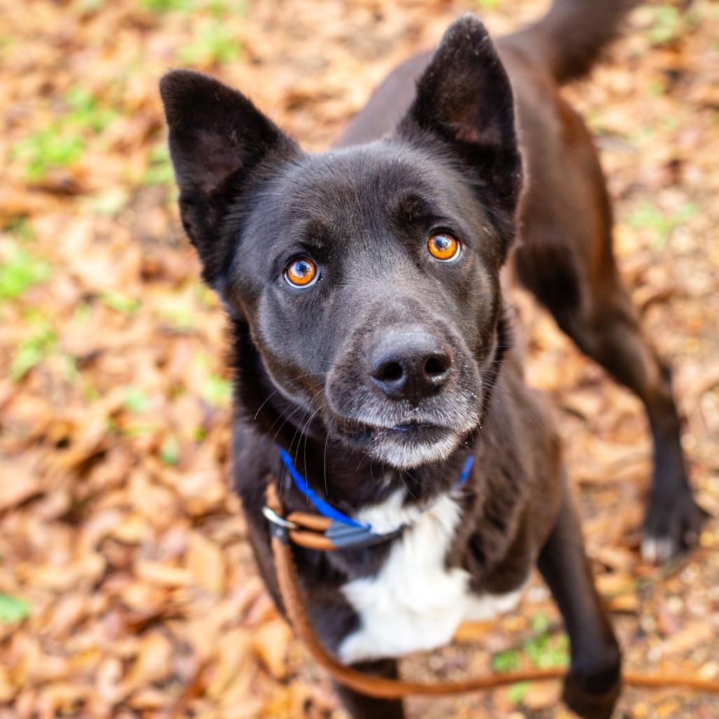 Ridge, Adoptable, Adult Male Labrador Retriever & Shepherd.