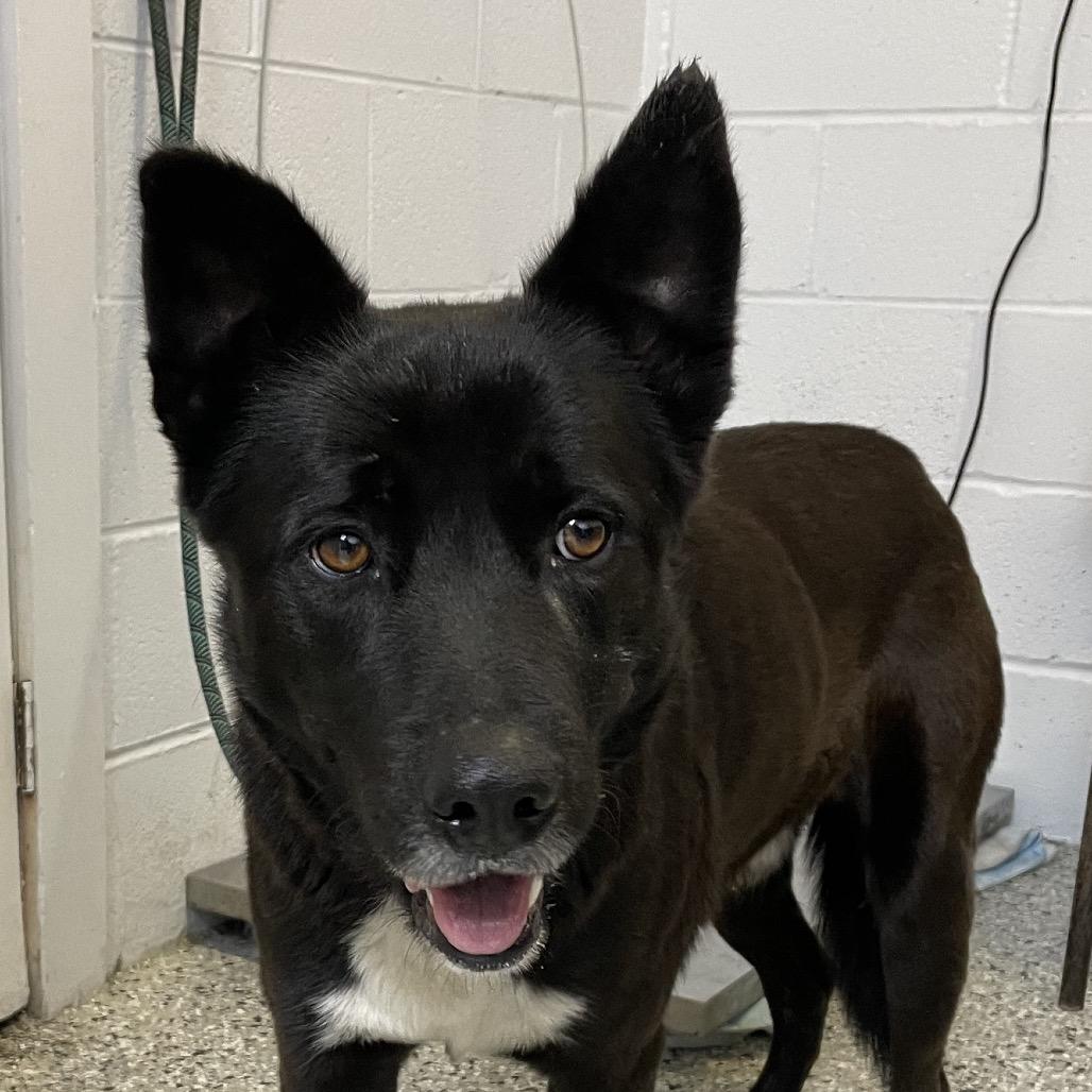 Ridge, Adoptable, Adult Male Labrador Retriever & Shepherd.