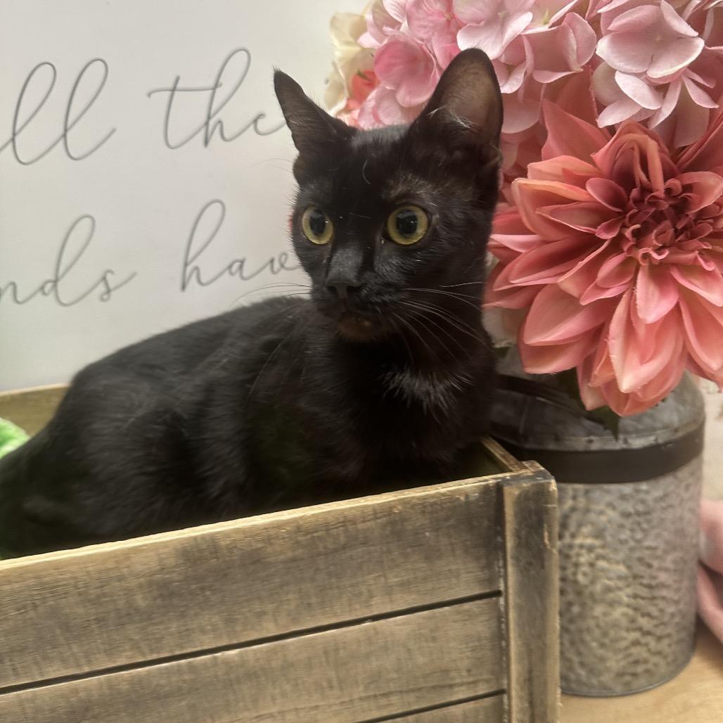 Enlarge Stella Luna, a Adoptable Domestic Short Hair in Newberg, OR image 1/1