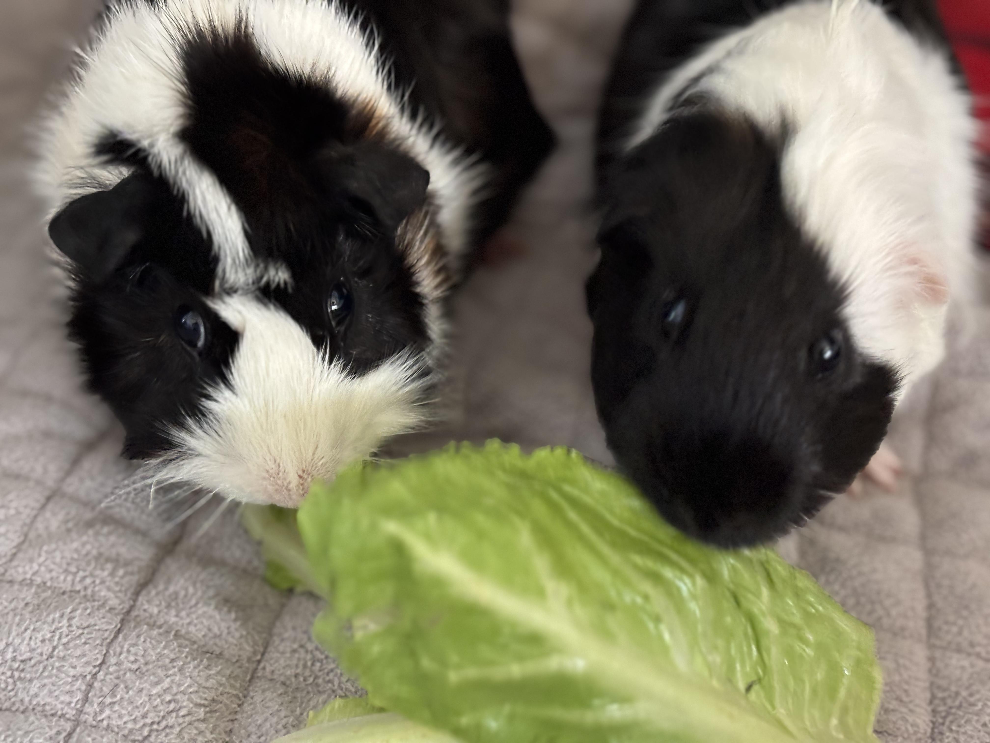 Atriox & Severan, a Adoptable Guinea Pig in Austin, TX image 1/5