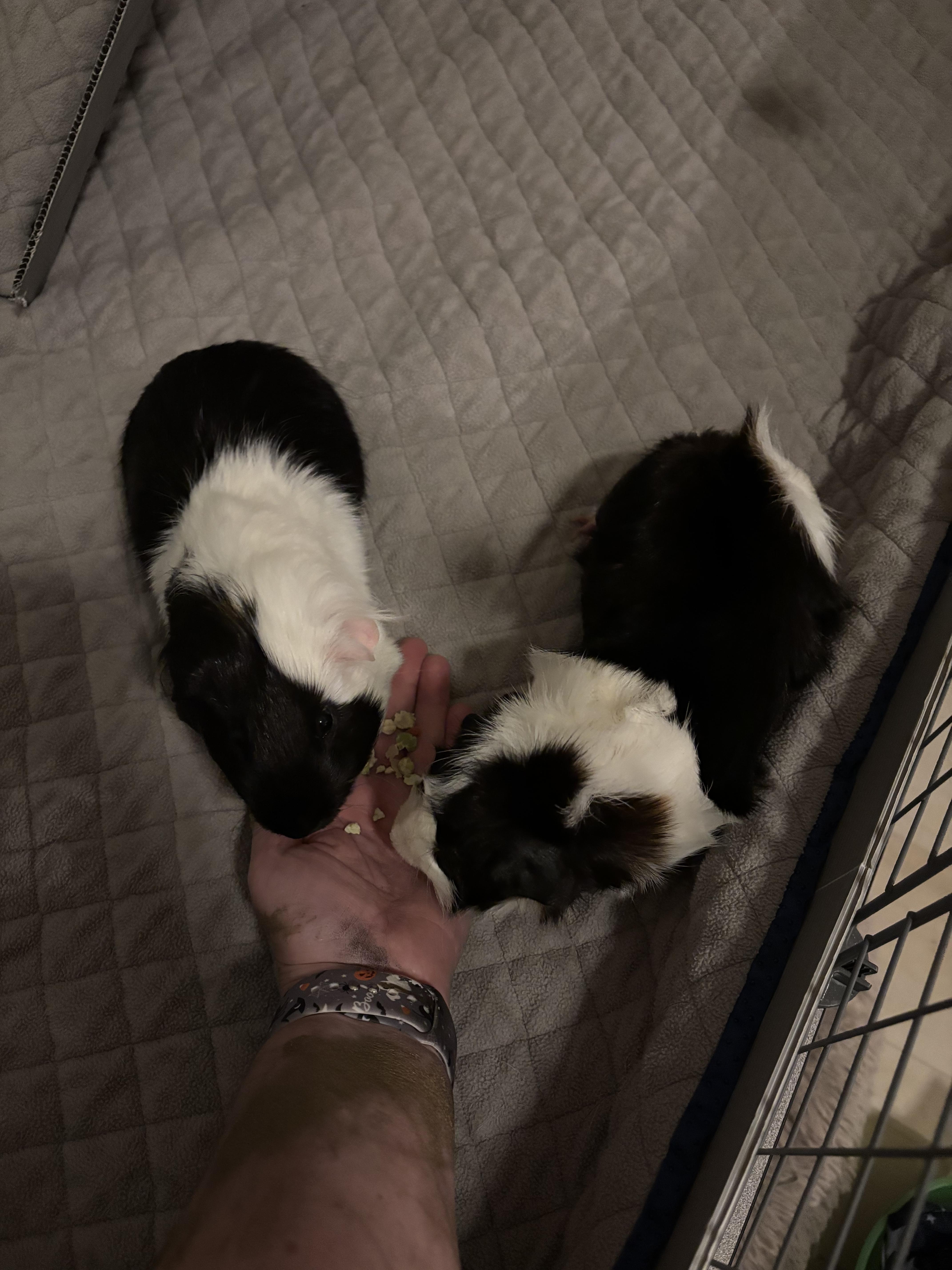 Atriox & Severan, a Adoptable Guinea Pig in Austin, TX image 2/5
