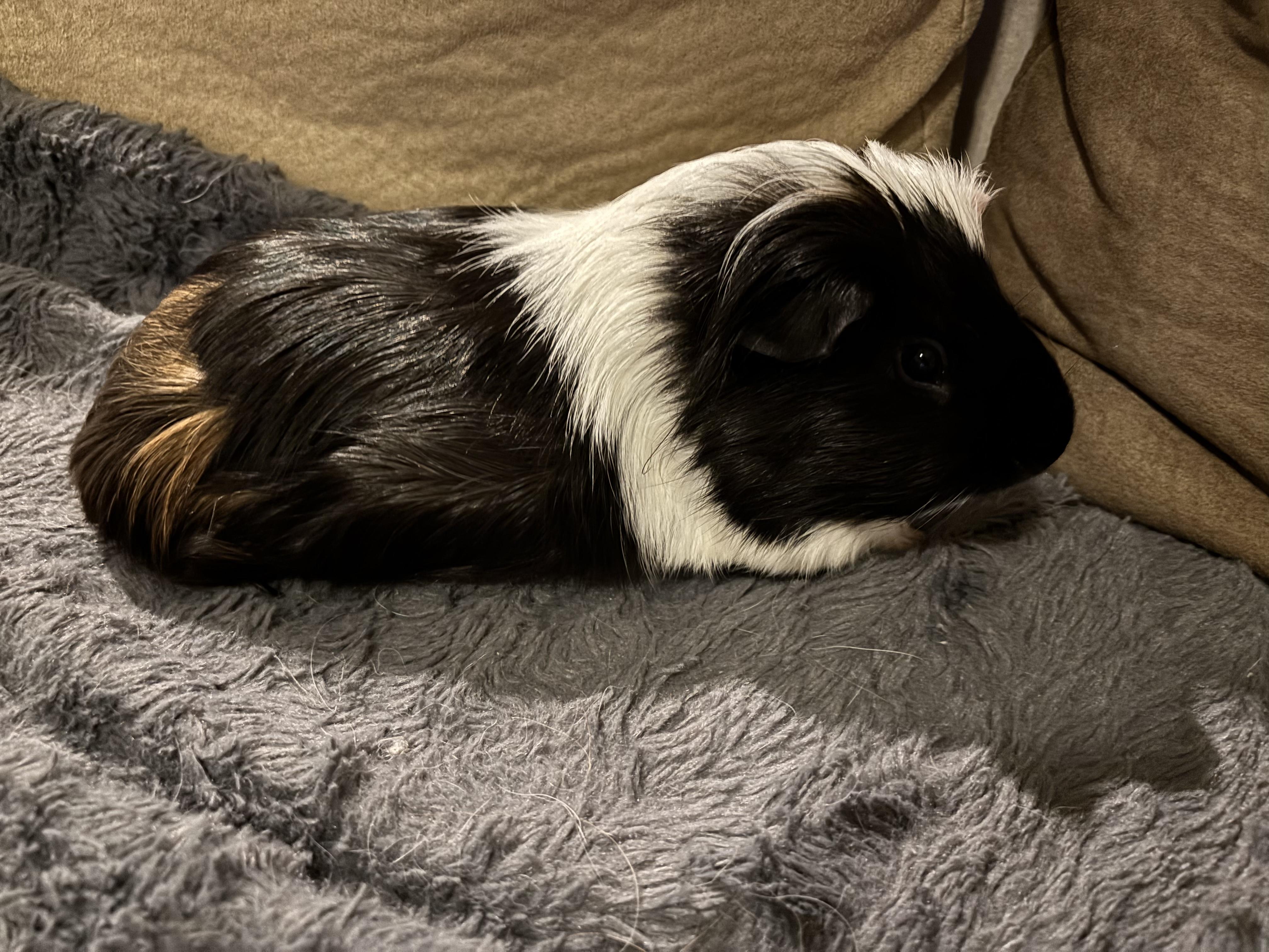 Atriox & Severan, a Adoptable Guinea Pig in Austin, TX image 5/5