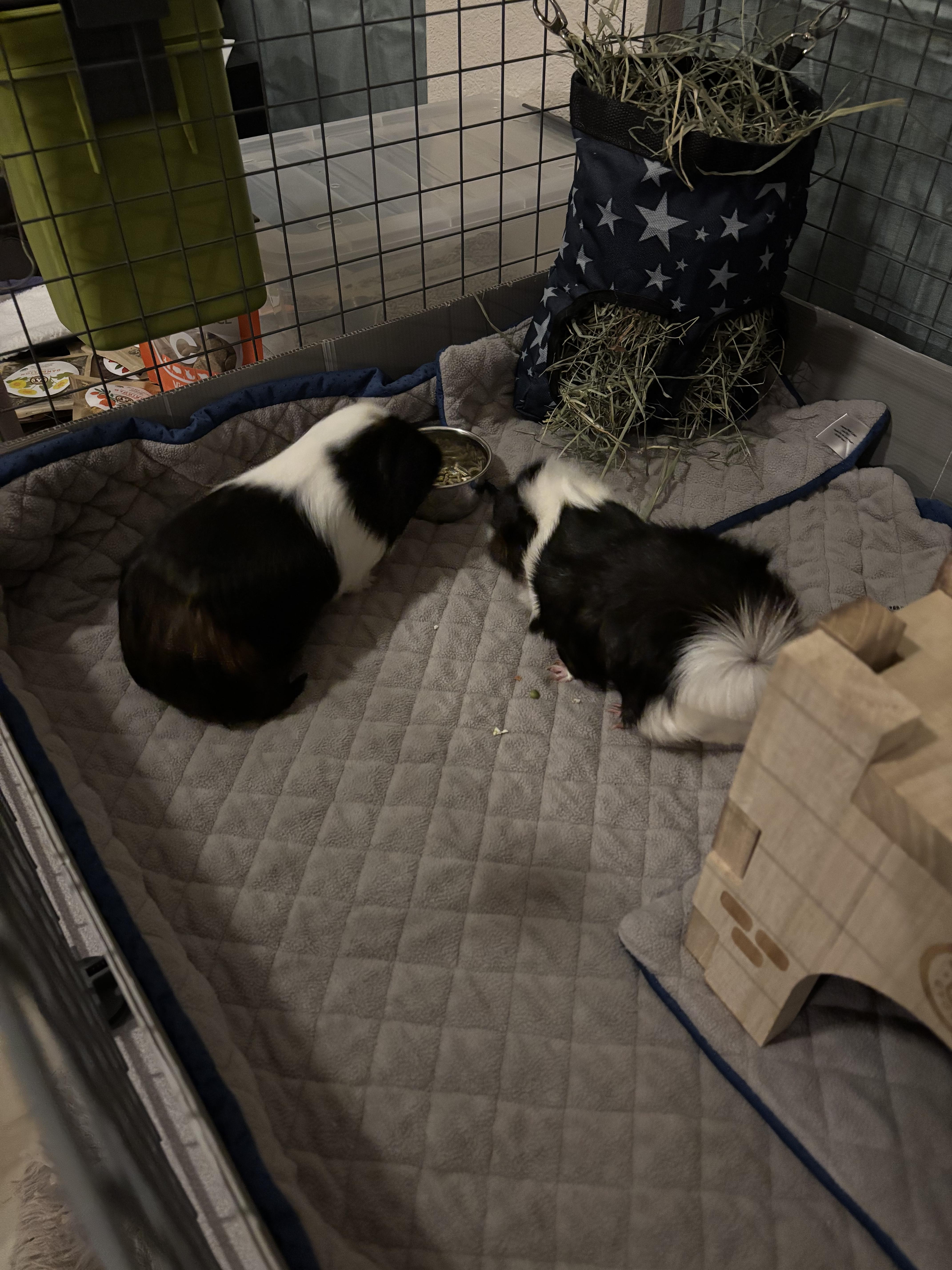 Atriox & Severan, a Adoptable Guinea Pig in Austin, TX image 3/5
