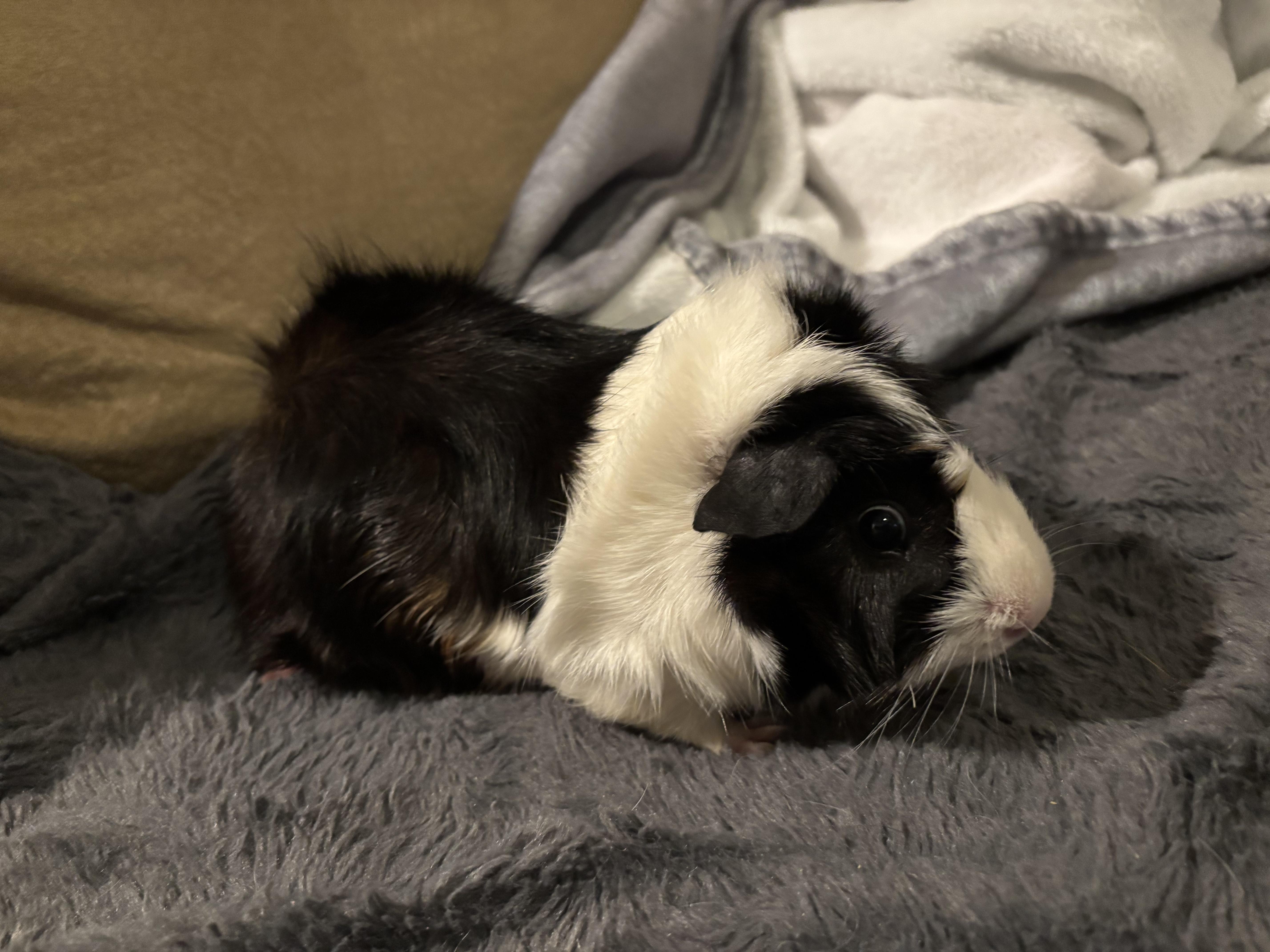 Atriox & Severan, a Adoptable Guinea Pig in Austin, TX image 4/5