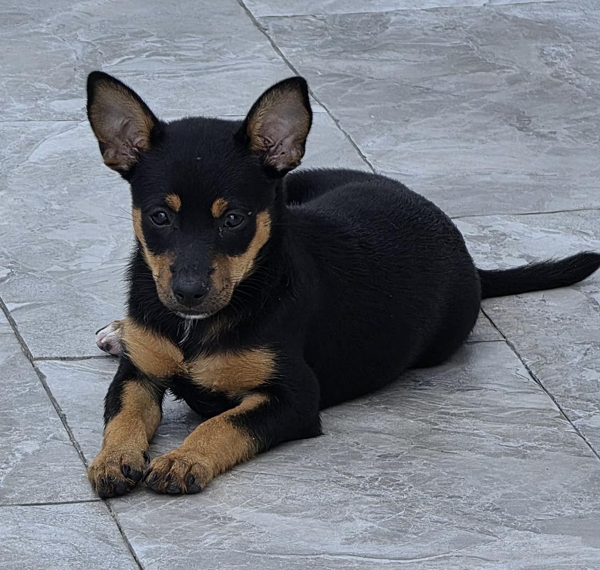 THOMAS, an adopted mixed breed in Annapolis, MD image 2/3