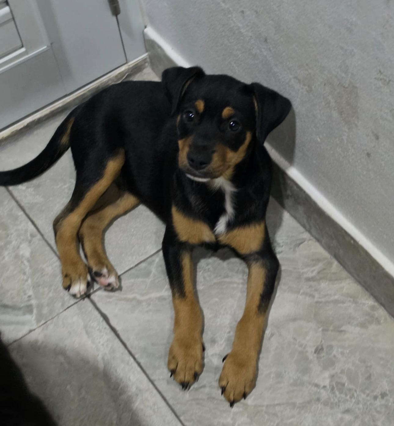 THOMAS, an adopted mixed breed in Annapolis, MD image 1/3