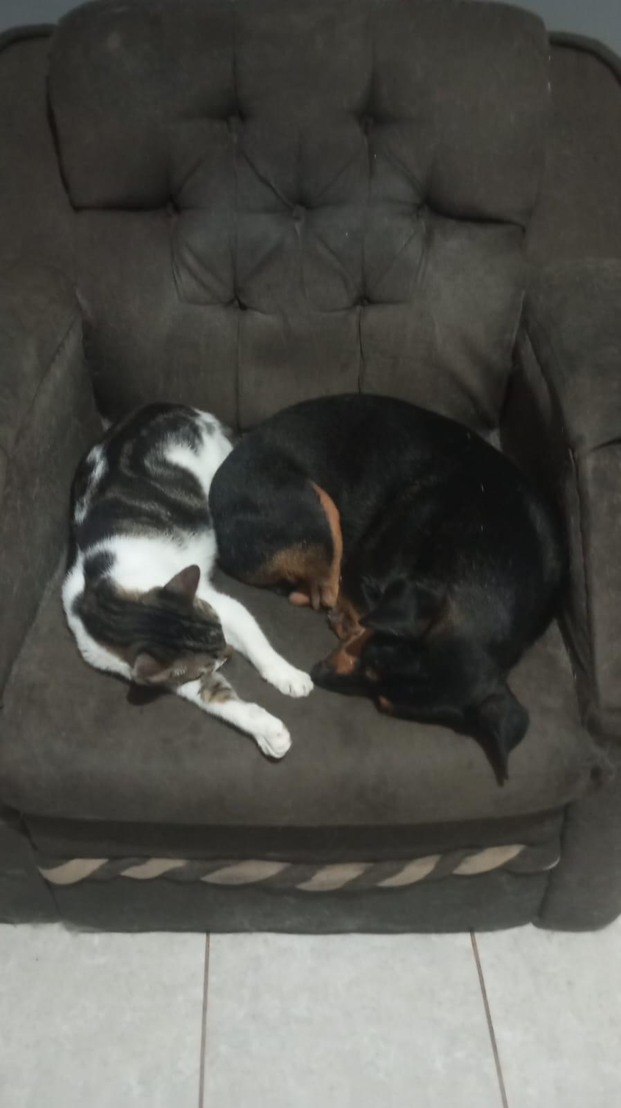 THEO cat & dog friendly