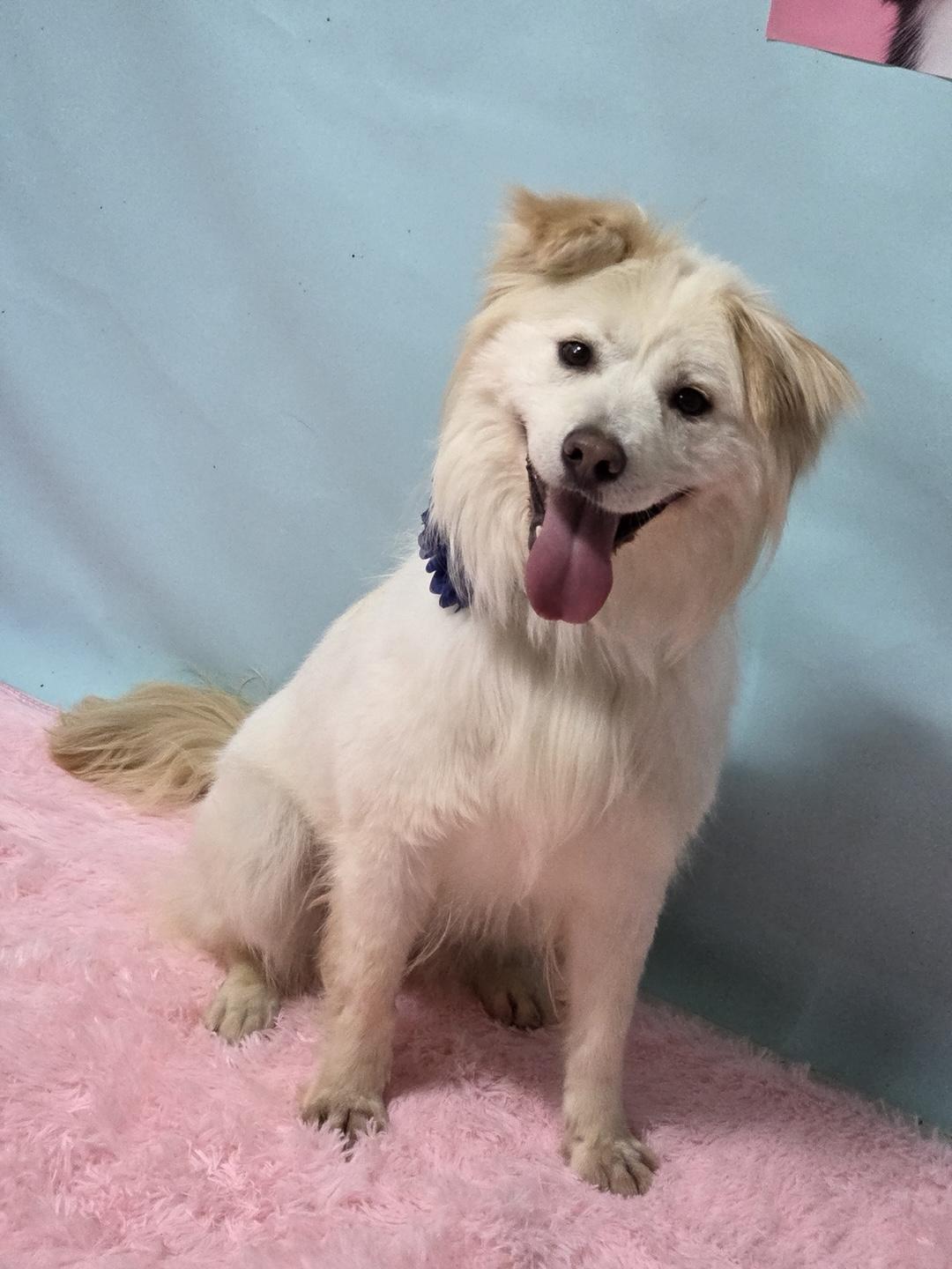 Meadow, an adoptable Samoyed in Duluth, GA, 30097 | Photo Image 4