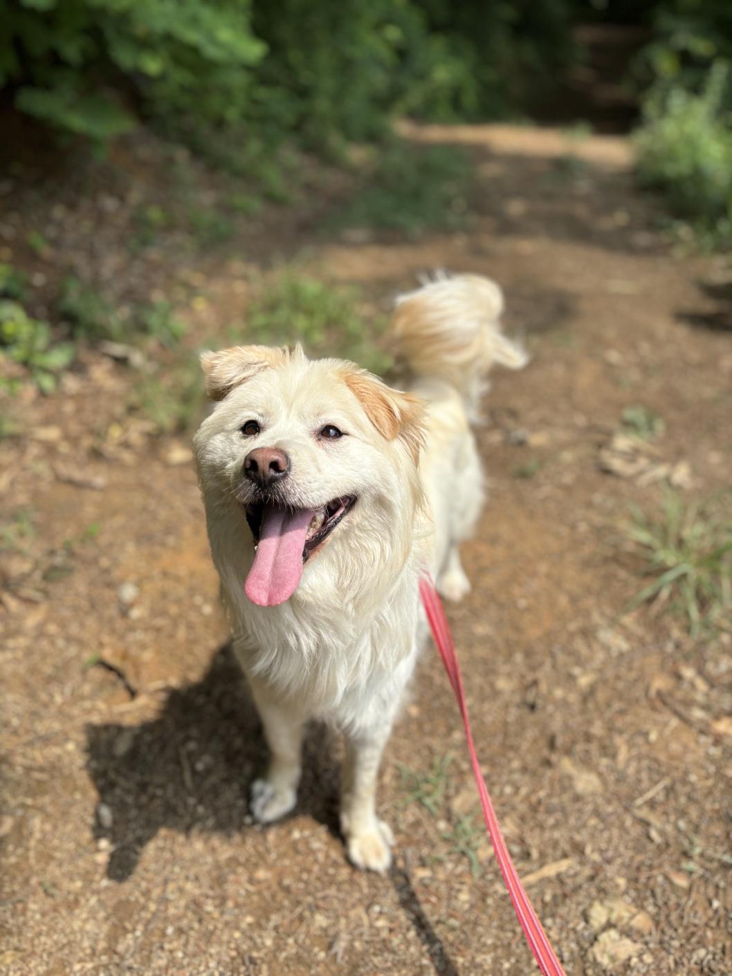 Meadow, an adoptable Samoyed in Duluth, GA, 30097 | Photo Image 2
