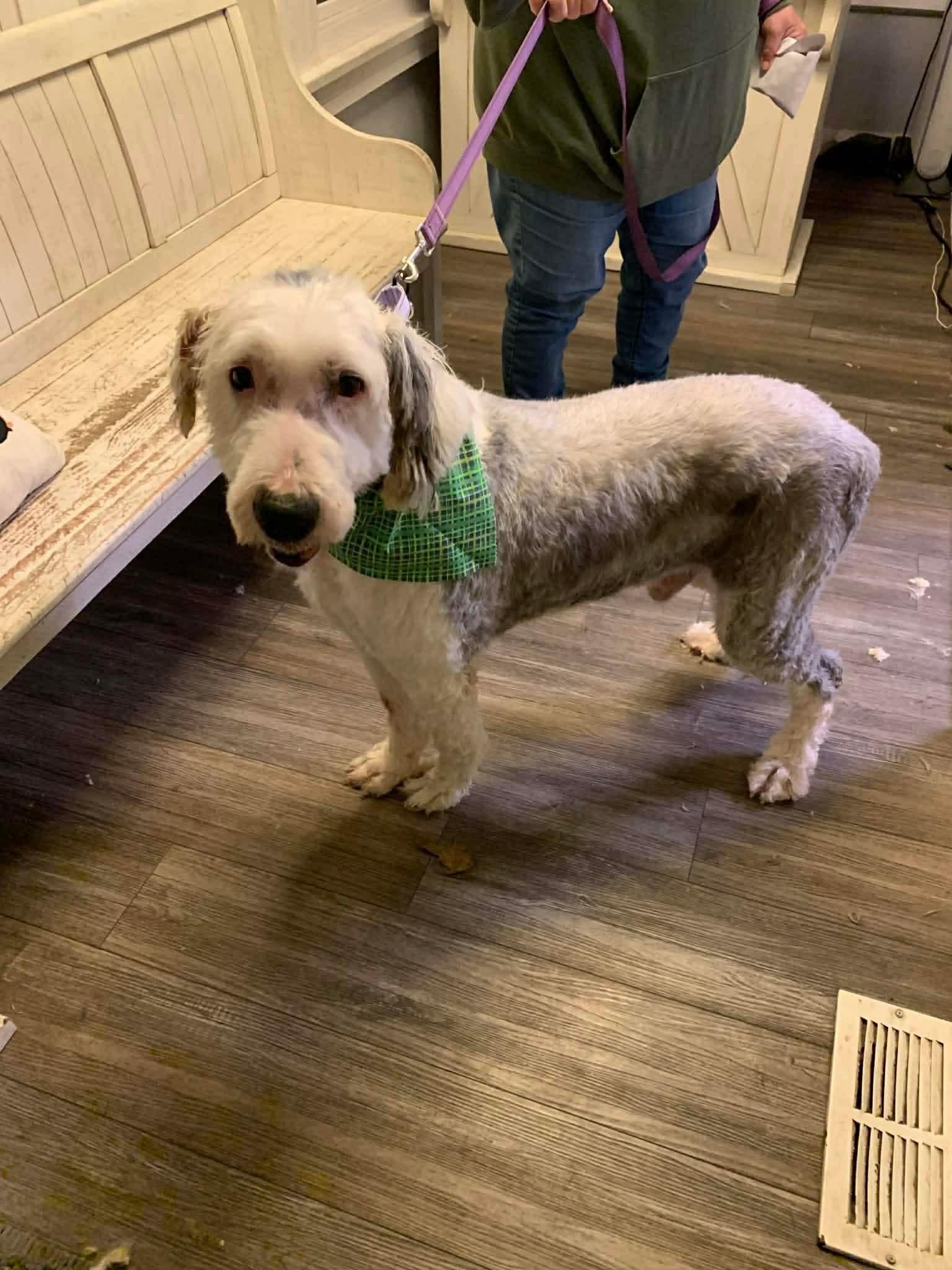 Frank, adopted, Adult Male Old English Sheepdog.